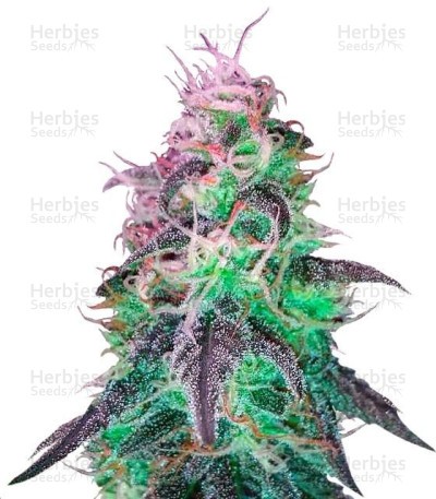 BlackJack Seeds (Nirvana Seeds)
