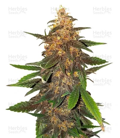 Blackberry Moonrocks Auto Seeds (AlphaFem Seeds)