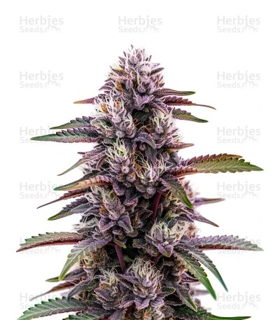 Blackberry Moonrocks Auto Seeds