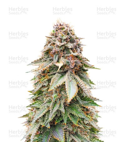 Blackberry Moonrocks Seeds (AlphaFem Seeds)