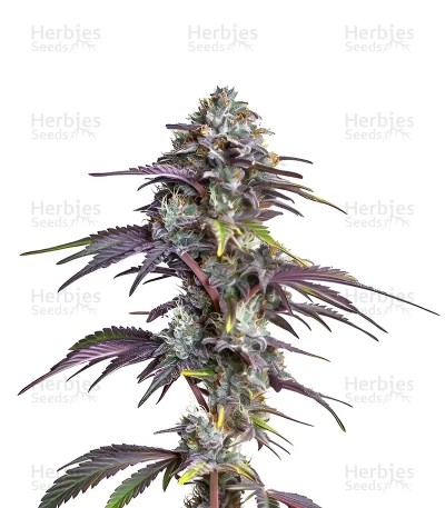 Blackberry Moonrocks Seeds