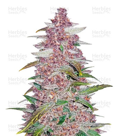 Blackberry Seeds