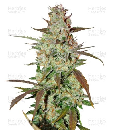 Blue Auto Mazar Seeds