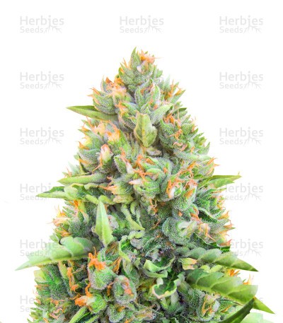 Blue Dream Autoflower (Herbies Seeds)