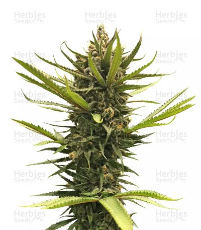 Blue Dream Seeds (Blimburn Seeds)