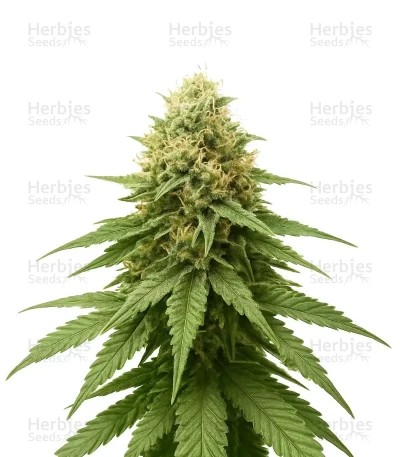Blue Dream Seeds (Nirvana Seeds)