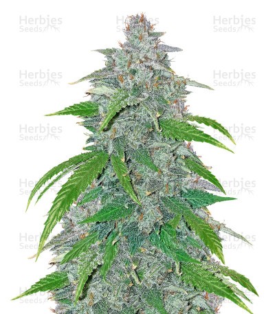 Blue Dream’matic Seeds