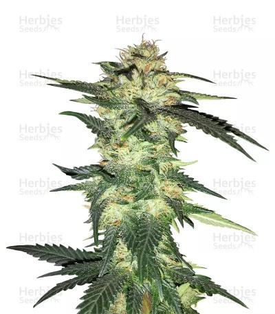 Blue Gelato 41 Seeds