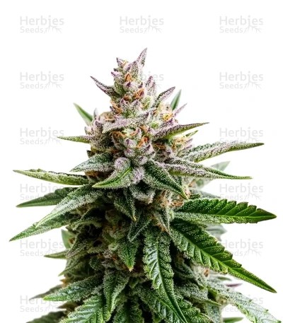 Blue Zushi Seeds (Dutch Passion)