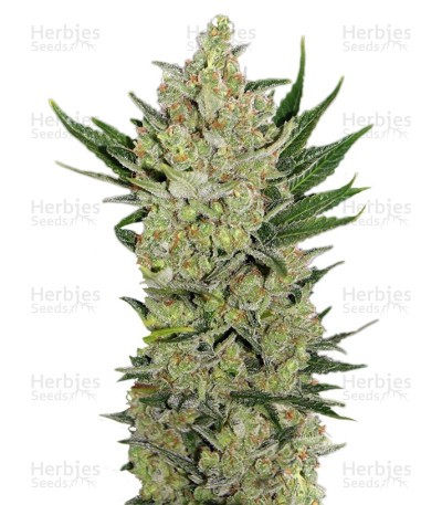 Blueberry Cheese Auto (aka Blue Cheese Auto) Seeds