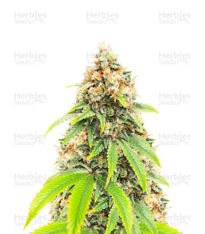 Blueberry OG Seeds (AlphaFem Seeds)