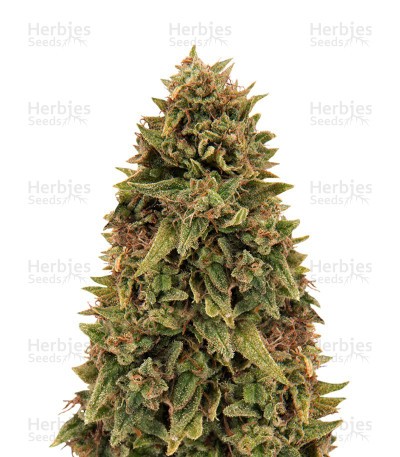 Blueberry OG Seeds