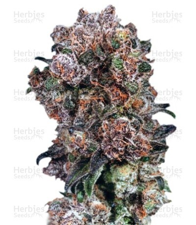 Blueberry Seeds