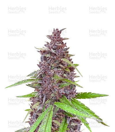 Blueberry x OG Kush (Herbies Seeds)