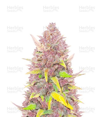Blueberry x White Widow (Herbies Seeds)