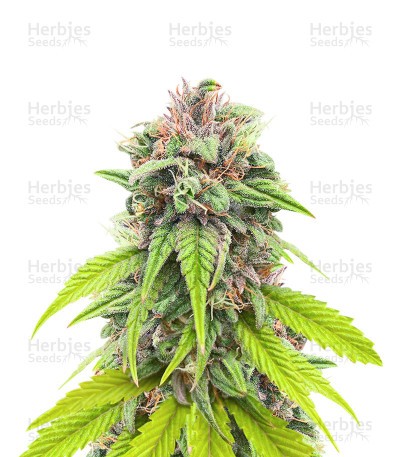 Bruce Banner # Seeds (AlphaFem Seeds)