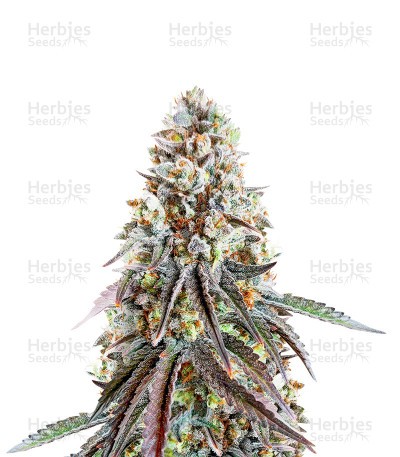 Bruce Banner (Herbies Seeds)