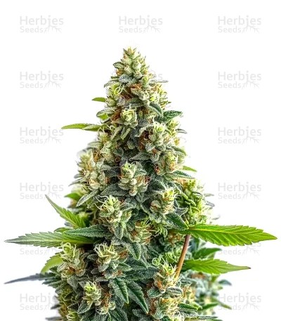 Bruce Banner Auto Seeds