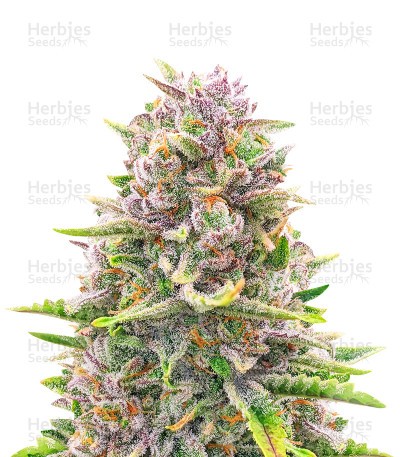 Bruce Banner Autoflower Seeds (Herbies Seeds)