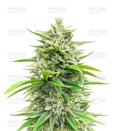 Bruce Banner Fast Version (Herbies Seeds)