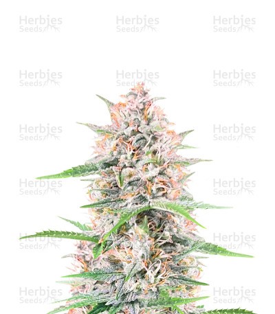 Bruce Banner Seeds (Seedkeepers)