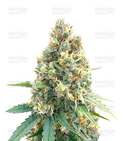 Bruce Banner x Chocolope (Herbies Seeds)