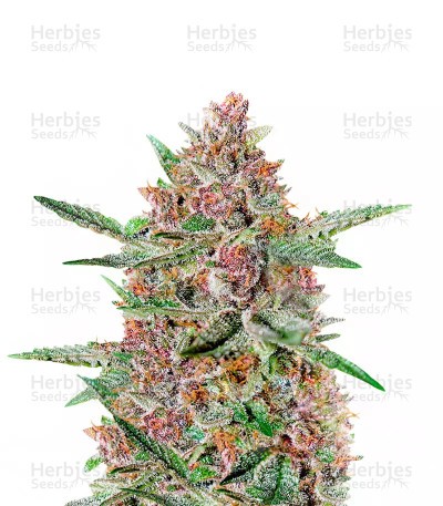 Bubba Kush (Green House Seeds)