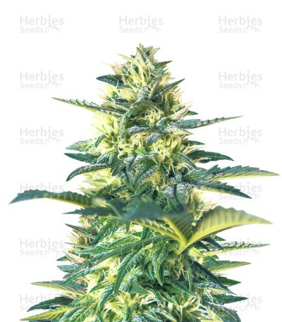 Bubba Kush Autoflower (Herbies Seeds)