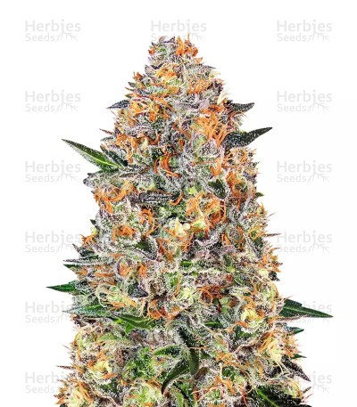 Bubba Kush Seeds (Barney's Farm)