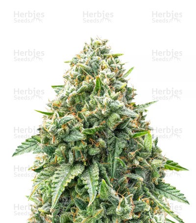 Bubba Kush Seeds