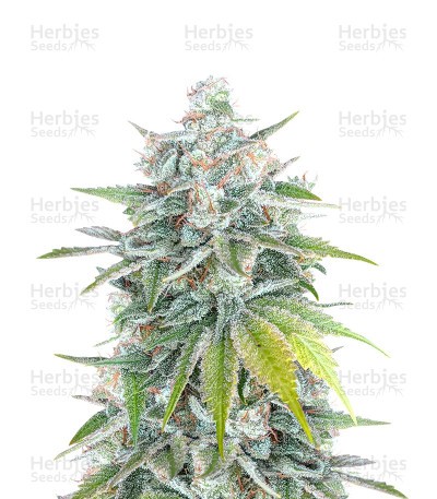 Bubblegum (Herbies Seeds)