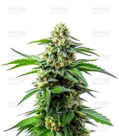 Bubblegum Sherbet Seeds
