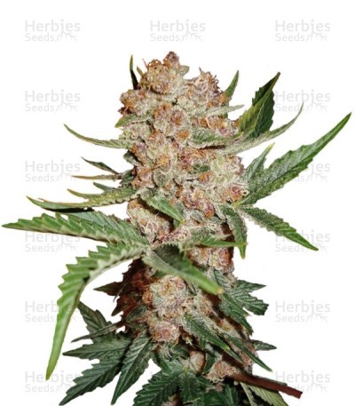 Bubblelicious Automatic (Nirvana Seeds)