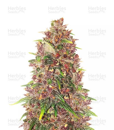 C4 Auto Seeds