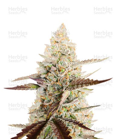 CBD Amnesia (1:1) (Herbies Seeds)