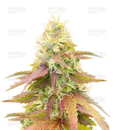 CBD Apple Betty Auto Seeds