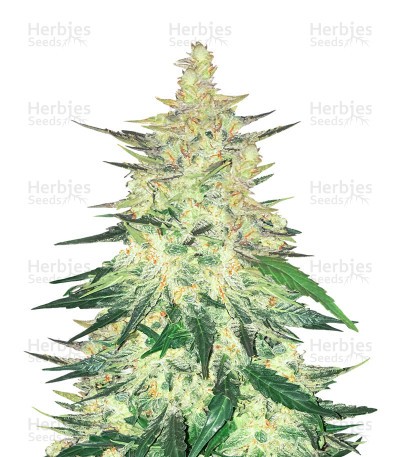 CBD Auto 1:1