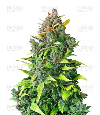 CBD Auto 20:1 Seeds