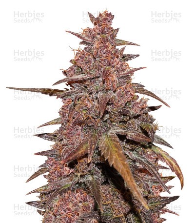 CBD Auto Blackberry Kush Seeds