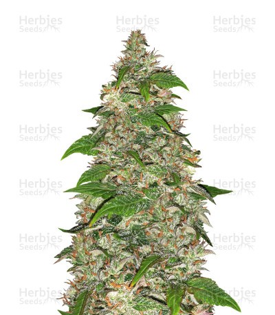 CBD Auto Charlotte’s Angel Seeds