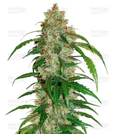CBD Auto White Widow Seeds