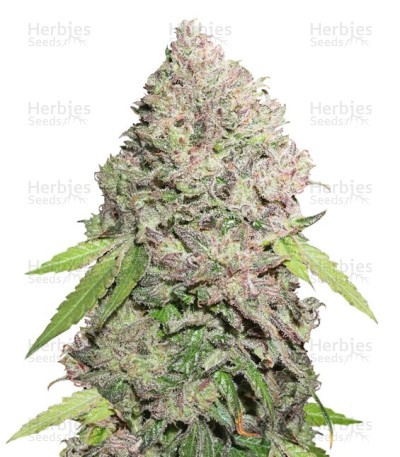 CBD Charlotte’s Angel Seeds