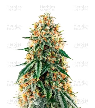 CBD Mazar Seeds