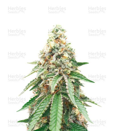 CBD OG Kush (1:15) (CBD: 15% THC: <1%) (Herbies Seeds)