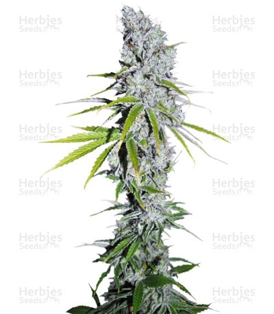 CBD Skunk Haze Seeds