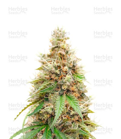 CBD White Widow (1:1) (Herbies Seeds)