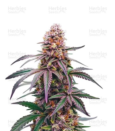 CBG Mamba Negra Seeds