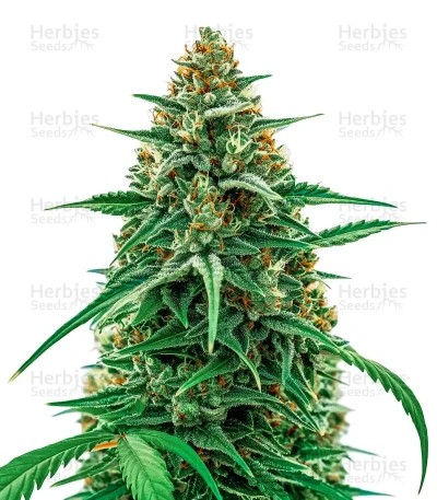 CBG-Force Auto Seeds