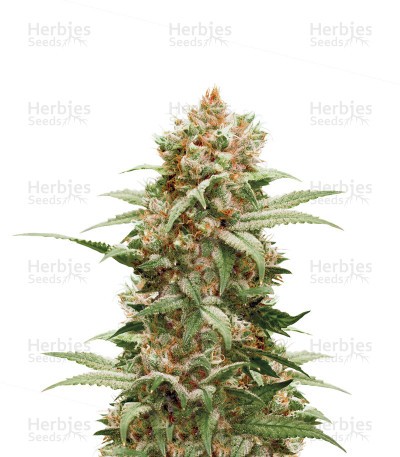 CBG-Force Seeds