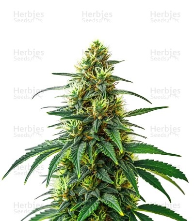 Café Racer Auto Seeds
